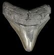 Serrated, Fossil Megalodon Tooth - South Carolina #51083-1